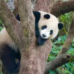 臺北市立動物園 4