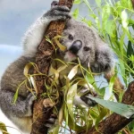 臺北市立動物園 6