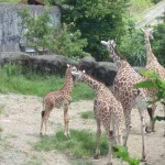 臺北市立動物園 7