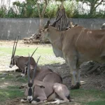 臺北市立動物園 8