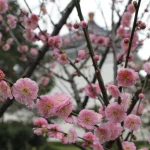 國立中正紀念堂 13