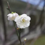 國立中正紀念堂 14