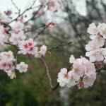 國立中正紀念堂 17