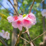 國立中正紀念堂 18