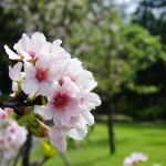 國立中正紀念堂 8